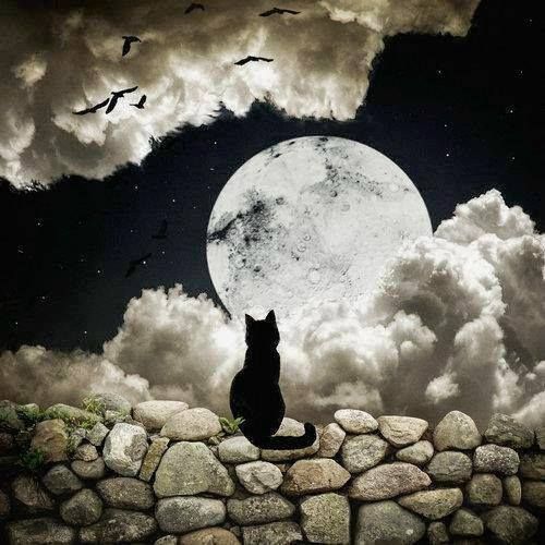 El Gato y la luna | Mundo Poesía | Foros de poemas