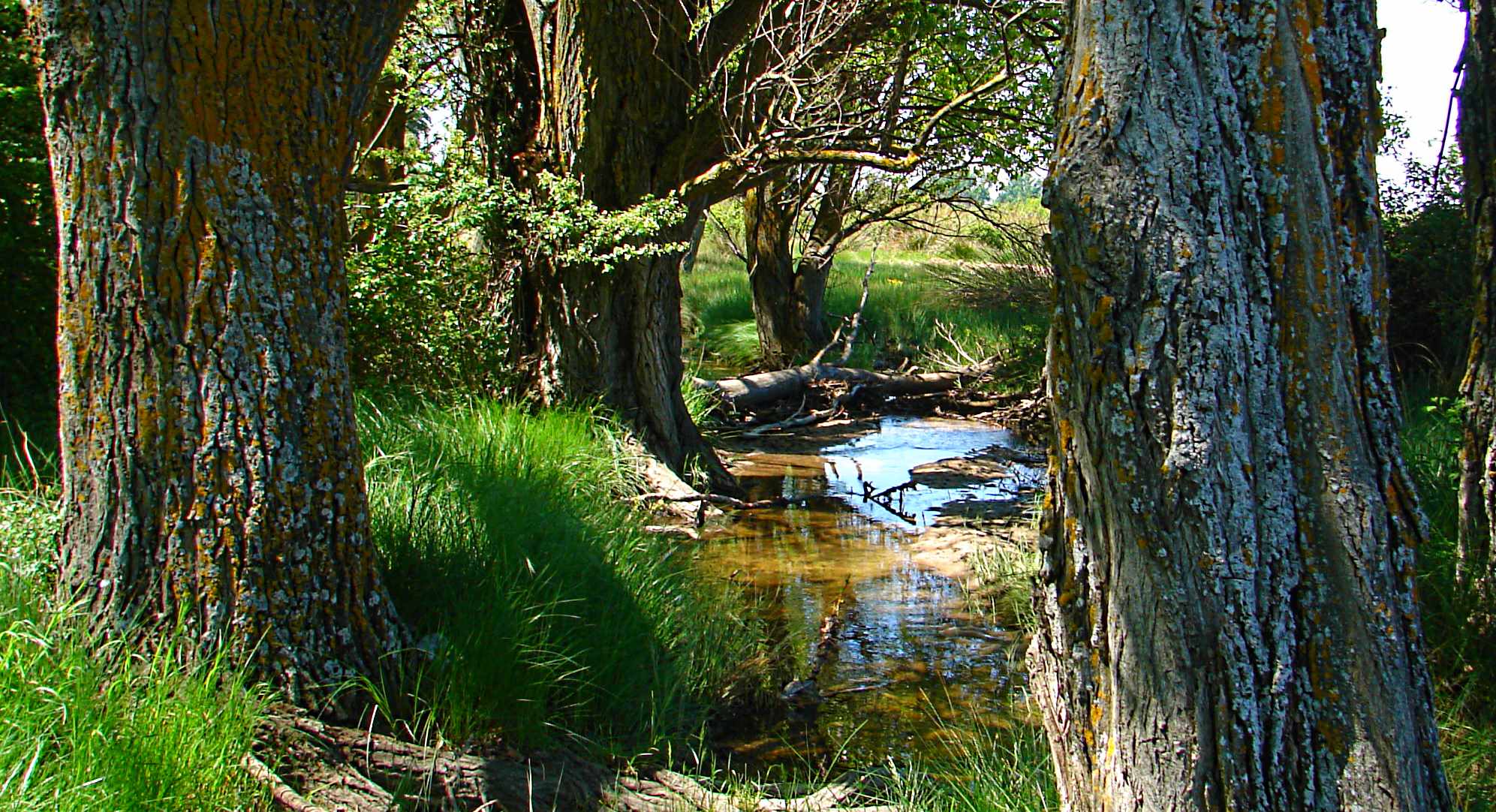 Arroyo en Ribatejadabajo.jpg