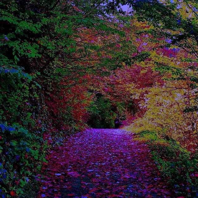 CAMINOS.jpg