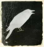 el cuervo blanco m.jpg