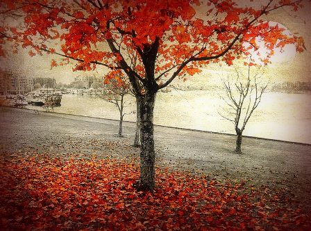 twilight-autumn-wallpaper-preview-001.jpg