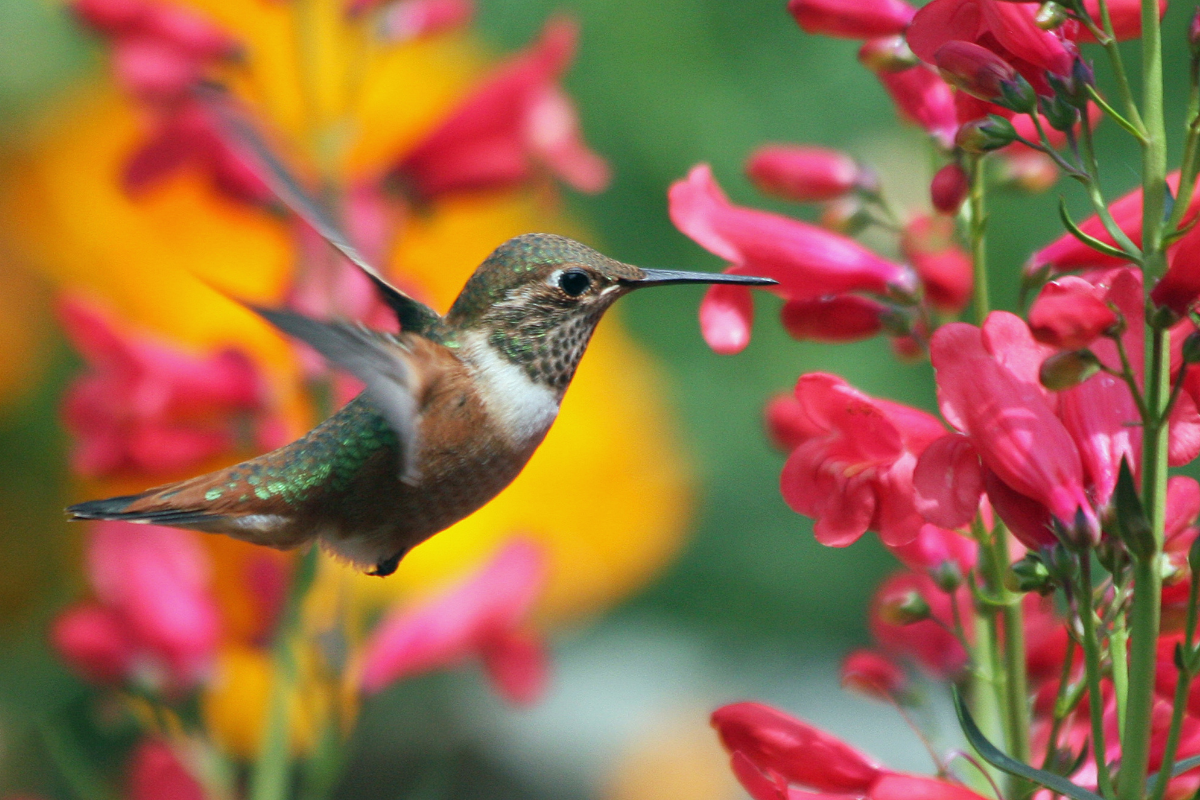Un-articulo-sobre-el-mítico-significado-de-los-colibrís-Almas-de-seres-queridos.png