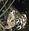 Jaguar.jpg