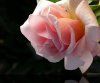 rosa rosa.jpg