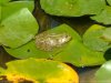 508269animauxanimaux_aquatiquesgrenouille.jpg