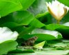 483023animauxanimaux_aquatiquesgrenouille.jpg