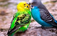 parakeet-love.jpg
