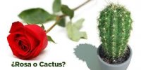 cactus.jpg