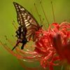 th_1216869274_mariposa.jpg