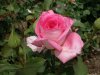 rosa_Adair_Roche_4.JPG