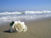 19317203 ROSA BLANCA.jpg