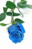 7435718-una-rosa-azul-aislada-en-un-fondo-blanco.jpg