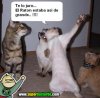 Fotos-graciosas-de-gatos-2.jpg