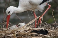 white-stork-1300961_960_720.jpg