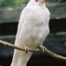 el_cuervo_blanco