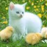 Cati