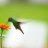 Colibrí