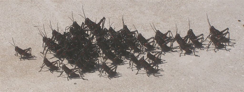 Pelotón de grillos.JPG