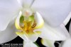 Orquidea Blanca4.jpg