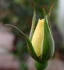 flor100.jpg