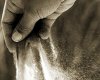 20080327225323-arena-mano.jpg