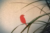 pajaro rojo.jpg