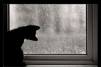 gato.jpg