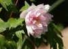 yun_2977peonia.jpg