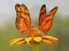 90a2mariposanaranjadas.jpg