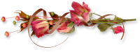 rosadas29.png
