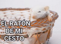 el raton de mi cesto.jpg