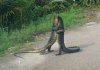 Animales hablando 1.jpg