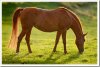 caballo2_thumb.jpg