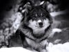 Hermoso Lobo_800.jpg