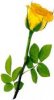 una rosa.jpg
